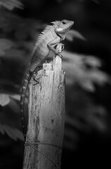 Beautiful green garden lizard climb and sitting on top of the wooden trunk like a king of the jungle, bright colored head and sharp spikes in the spine, black and white wild life photograph of lizard.
