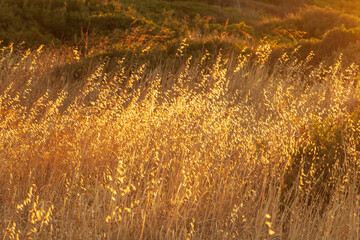 Pampas grass outdoor. Field with spikelets of grass against the setting sun.