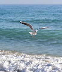 Surf foam and small waves do not interfere with the seagull when choosing a landing site