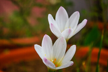 Fototapeta premium Two Crocus Vernus flowers in full bloom