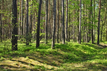 forest summer