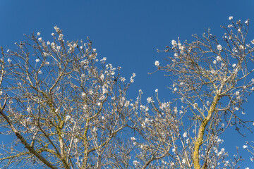 Almond blossoms (Prunus dulcis) on a sunny day. First flowers blooming