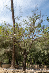 Aves posadas en un árbol