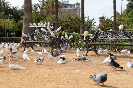 Palomas en un banco del parque