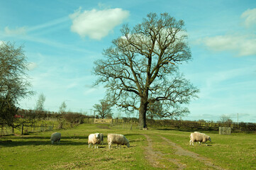 Sheep in the British countryside.
