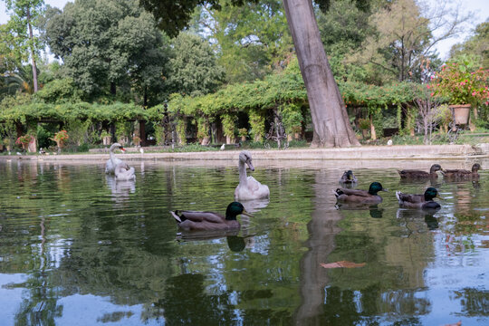Estanque con patos y cisnes en el Parque de Mar&iacute;a Luisa en Sevilla