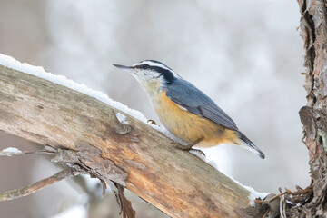 Red-breasted Nuthatch on tree limb with snow in winter