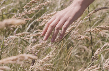 Mano pasando por un campo de espigas, paz y serenidad