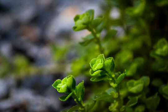 PLANTINHAS RASTEIRAS VERDES, VITORIA, ES, BRASIL