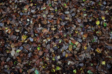 texture of autumn leaves