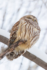 Plumage beauty of Barred Owl sitting on tree branch in winter