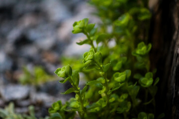 PLANTINHAS RASTEIRAS VERDES, VITORIA, ES, BRASIL
