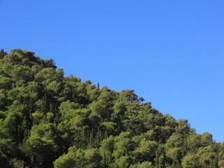 Obraz premium Beautiful view of the forest on Mount Carmel against the blue sky in winter in Haifa in Israel. The photo can be used as a banner for advertising. There is room for text.
