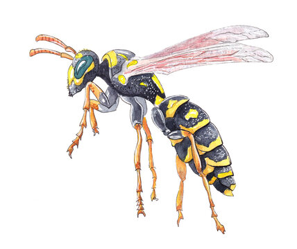 Hand drawn watercolor Wasp on a white background