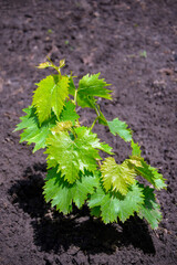 Home farm with vineyards, young bush just planted in ground. Bush of young grapes with green leaves is brightly lit by summer sun. Shadow of the foliage falls on the loosened ground. Close-up.