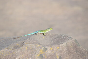 lagartija de colores
