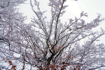 Tree crowns and branches covered with snow in low angle view. Seasonal background for winter with a lot of snow. Detail of trees in Urdorf, Switzerland in extreme snowfall in January 2021. 