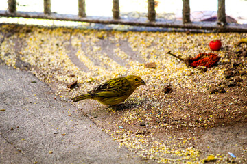 CANARIO SE ALIMENTANDO, ES, BRASIL
