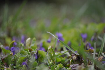 spring crocus flowers