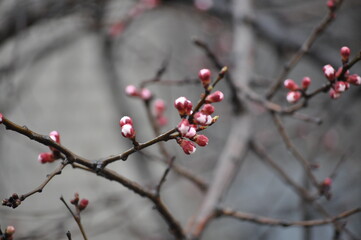 red berries on snow