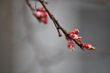 red berries in winter