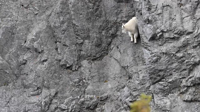 Mountain goat in the Canadian Rockies