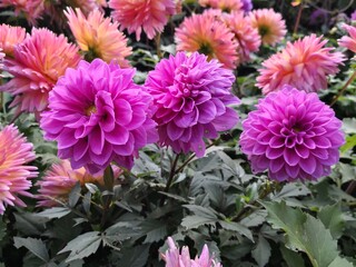 pink dahlia flower blooming in flower pot