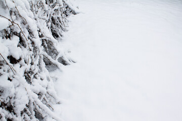 Ivy under the snow on the fence. Winter texture