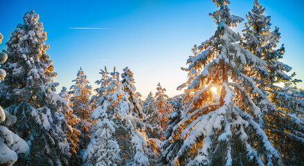 Top of firs in beautiful winter forest at sunset time