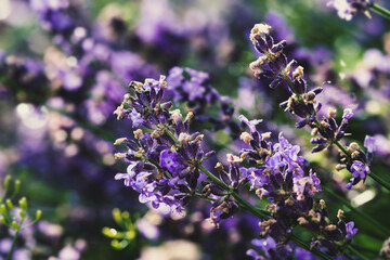 Lavender flowers background