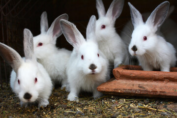 Californian breed rabbits
