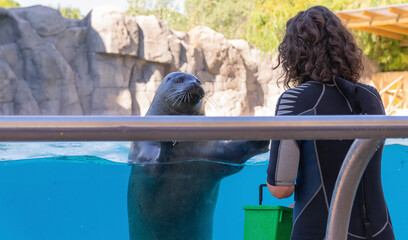 Portrait of a seal in a pool looking at its keeper waiting for its food.