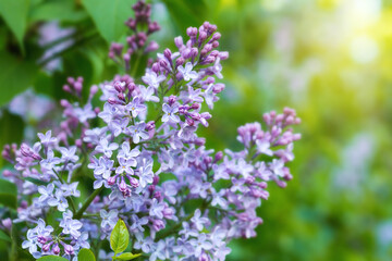 Spring branch of blossoming lilac in nature