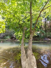 Obraz premium river in the woods
