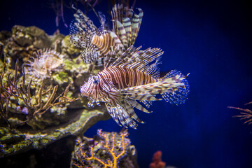 Red Lionfish Underwater stock photo
Cayman Islands, Animal, Animal Fin, Animal Wildlife, Animals Hunting.Pterois is a genus of venomous marine fish.invasive species