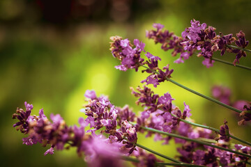 Lavender flowers background