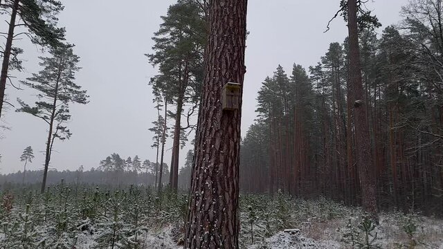 Bird house on the pine tree, morning in the forest