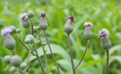 Cirsium arvense grows and blooms among herbs