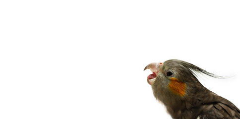 Cockatiel parrot with open beak on white isolated background. An angry bird with an open beak wants to bite.