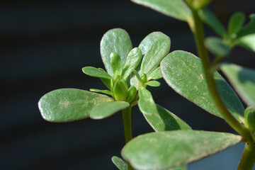 In the soil, like a weed grows purslane (Portulaca oleracea)