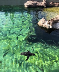 Naklejka na ściany i meble Penguins swimming at the Oceanogràfic Aquarium in Valencia, Spain