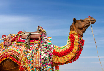 Beautiful decorated Dromedary Camel on Bikaner Camel Festival in Rajasthan, India