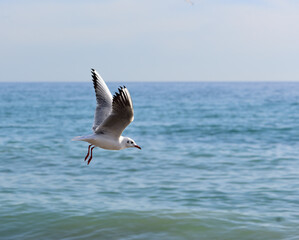 Fototapeta na wymiar On a sunny day, slight sea waves are not a hindrance to the smooth flight of the seagull. 