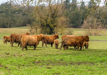 Brown Highland cattle shepherd their young in a field near Market Harborough, UK