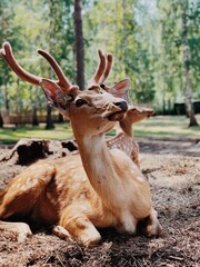 Lying deer on the grass, wild beauty of nature