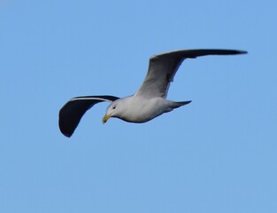 Obraz premium seagull in flight