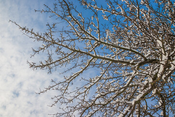 Fototapeta na wymiar Tree branches covered with white snow against a sunny blue sky with cirrus clouds Winter nature close-up
