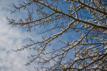 Tree branches covered with white snow against a sunny blue sky with cirrus clouds Winter nature close-up