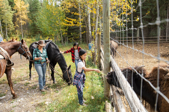 Rancher and girls with horses feeding grass to bison at ranch fence