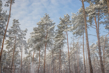 Winter pine forest on a cold sunny day. Snow falls like a haze from the pines. Winter forest with snow on trees and floor.